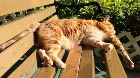 Cat resting on a park bench, tail wagging not sleeping well Stock Footage 228777348