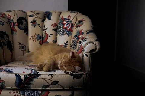 Cat is resting peacefully on a floral patterned armchair in a dimly lit room 스톡 사진