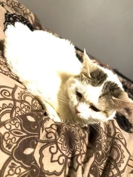 Cat Resting Peacefully Foto stock