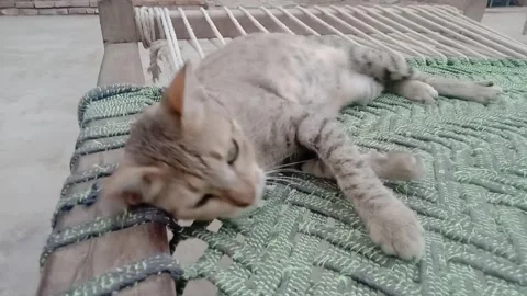 Cat resting peacefully on soft surface Video stock 347629179