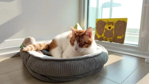 Cat Resting in Pet Bed by Window Corner | Cozy Home &amp; Pet Stock Footage 314870177