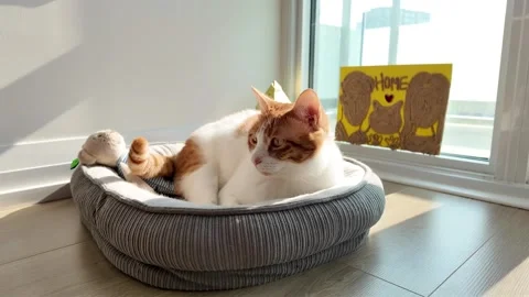 Cat Resting in Pet Bed by Window Corner | Cozy Home &amp; Pet 2 Stock Footage 314870782