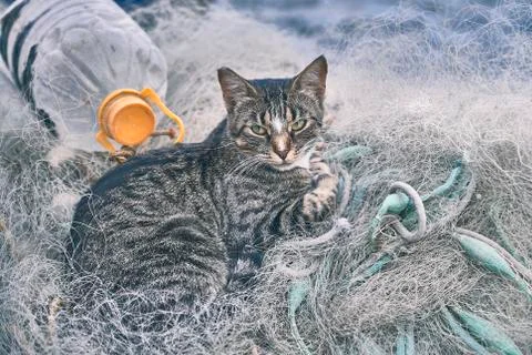 Cat resting in a phishing nets Stock-Fotos