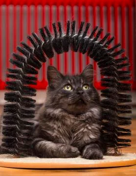 Cat resting Stock Photos