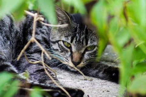Cat Resting Stock Photos