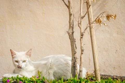 Cat resting Stock Photos