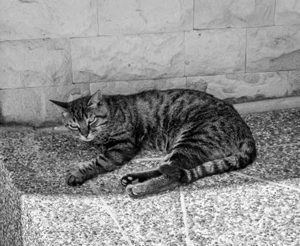 Cat resting Stock-Fotos