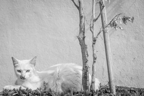 Cat resting Stock Photos