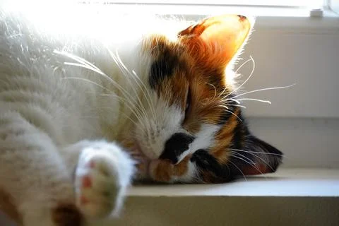 The cat is resting Stock Photos