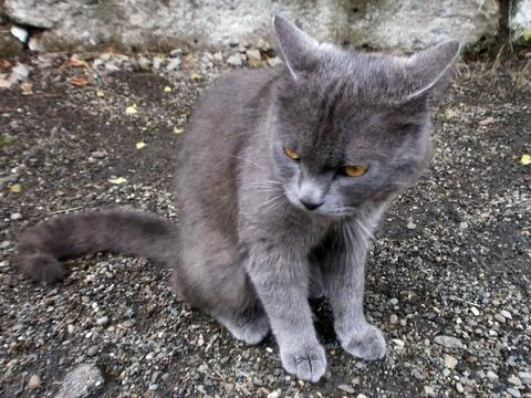 The cat is resting Stock Photos