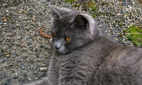 The cat is resting Stock Photos