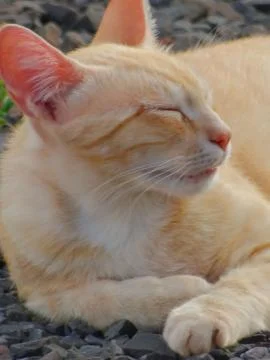 Cat resting Stock Photos