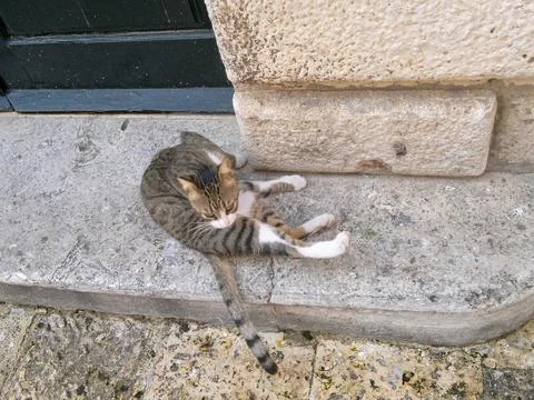 Cat Resting Photos