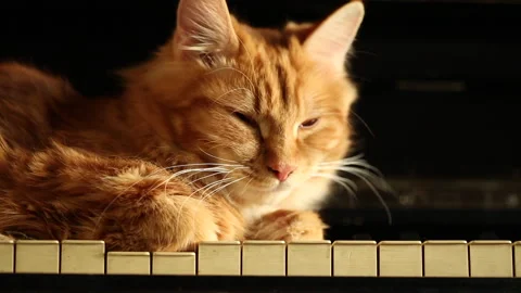 Cat resting on piano key Video stock 240946007