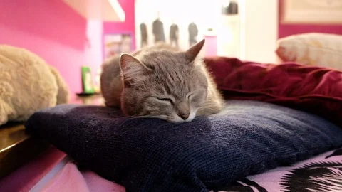 Cat resting on a pillow Stock Footage 105865039