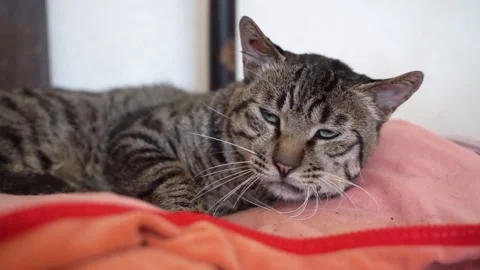 Cat resting on the pillow sleeping Stock Footage 158354175