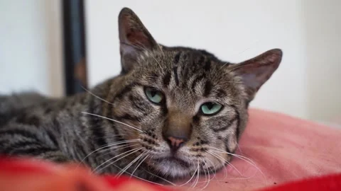 Cat resting on the pillow sleeping Stock Footage 158354186