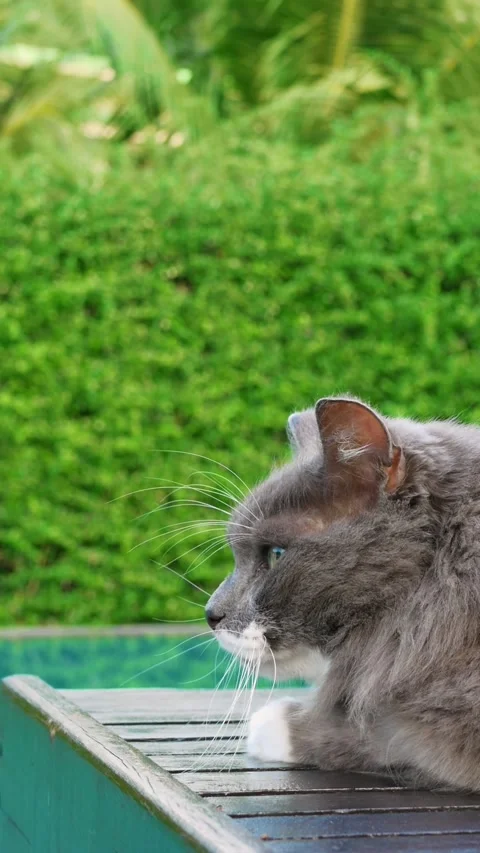 Cat resting by pool without supervision, posing safety risk. Unattended feline Stock Footage 278180100