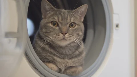 Cat resting relaxing and looking at sides sitting in washing machine Stock Footage 108729764
