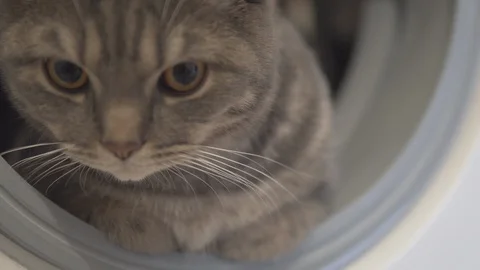 Cat resting relaxing and looking at sides sitting in washing machine Stock Footage 108729801