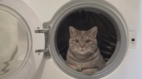 Cat resting relaxing and looking at sides sitting in washing machine Stock Footage 108730026