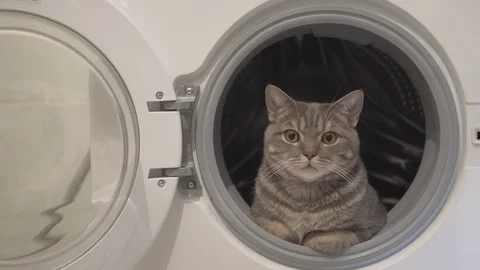 Cat resting relaxing and looking at sides sitting in washing machine Stock Footage 108730322