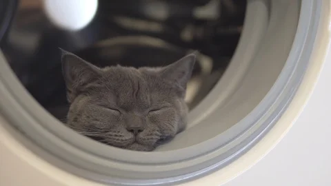 Cat resting relaxing and looking at sides sitting in washing machine Stock Footage 108735074