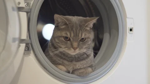 Cat resting relaxing and looking at sides sitting in washing machine Video stock 108735863
