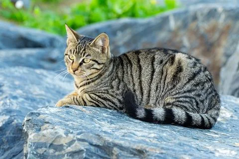 Cat Resting On A Rock Stock Photos
