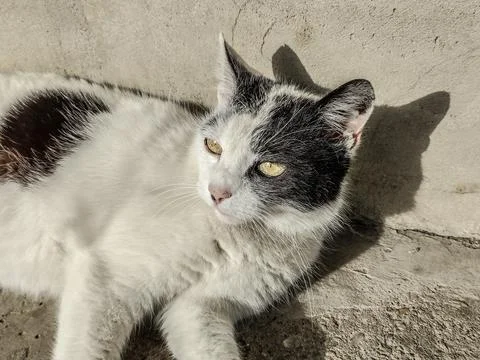 A cat is resting - Romania Photos
