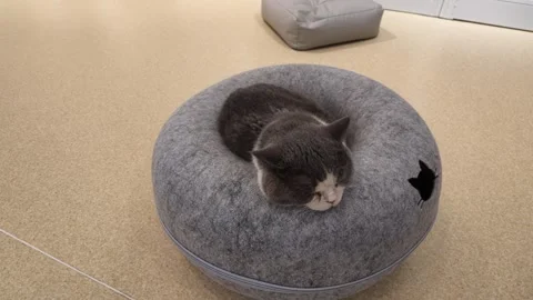 Cat resting on a round soft bed in a cozy indoor space Stock Footage 345474764