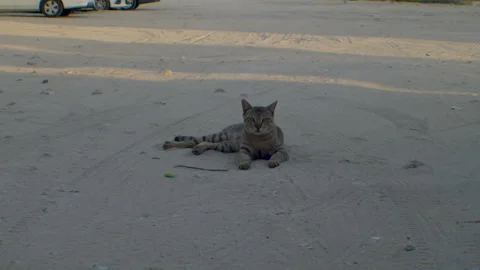 Cat resting on sand Video stock 308453038