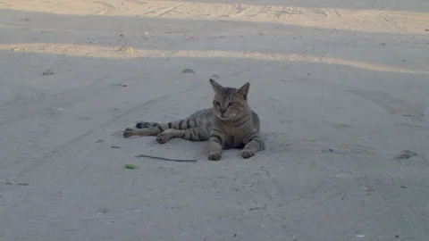 Cat resting on sand Stock Footage 308453144