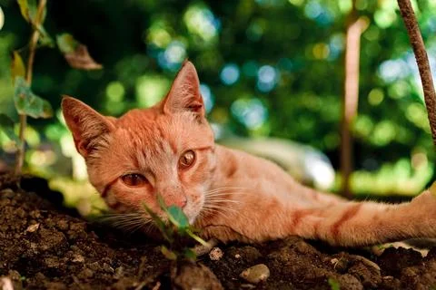 The cat is resting in the shade Stock Photos