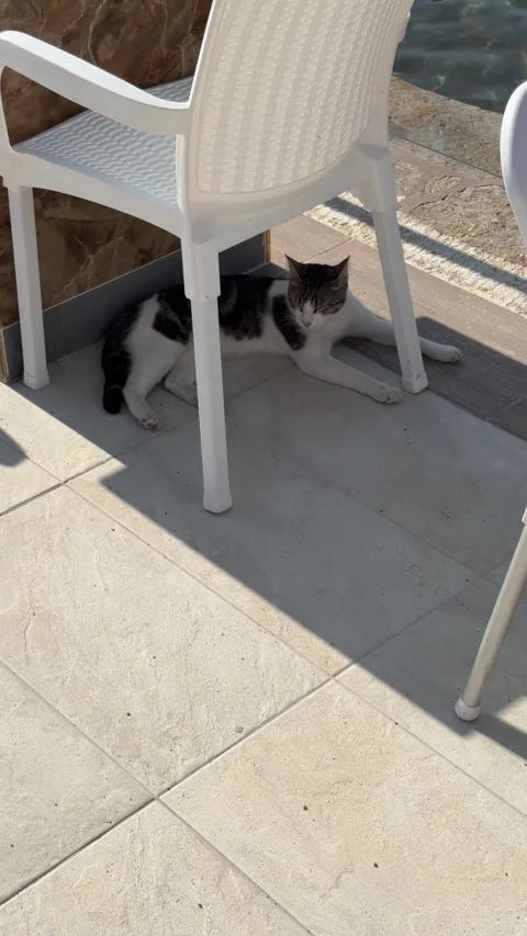 Cat resting in the shade under a lounge chair, enjoying a peaceful moment on  Video stock 302471740
