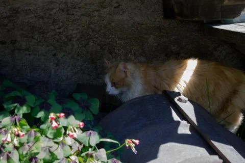 A cat resting in the shadows Stock Photos