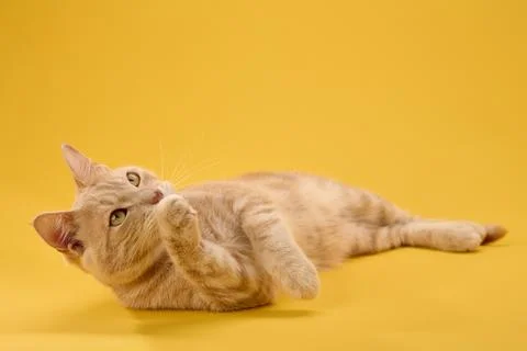 Cat resting on side with raised head Stock Photos