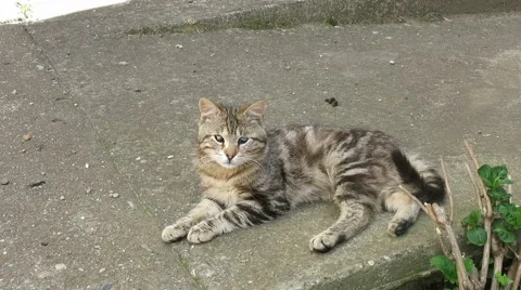 Cat resting on the sidewalk in the shade 動画素材 45710873