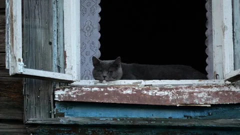 Cat resting on sill of open window in old wooden house Stock Footage 291442012