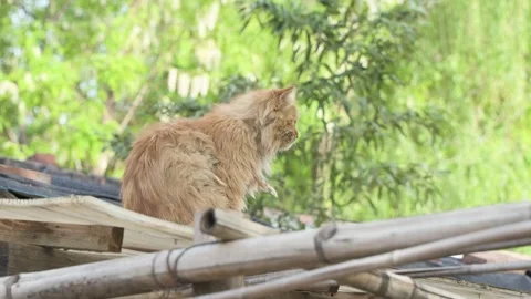 The cat is resting, sleeping and purring on the roof Stock Footage 245006538