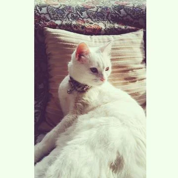 Cat resting on sofa Stock Photos