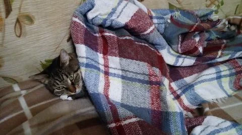 The cat is resting on the sofa under a blanket Foto stock