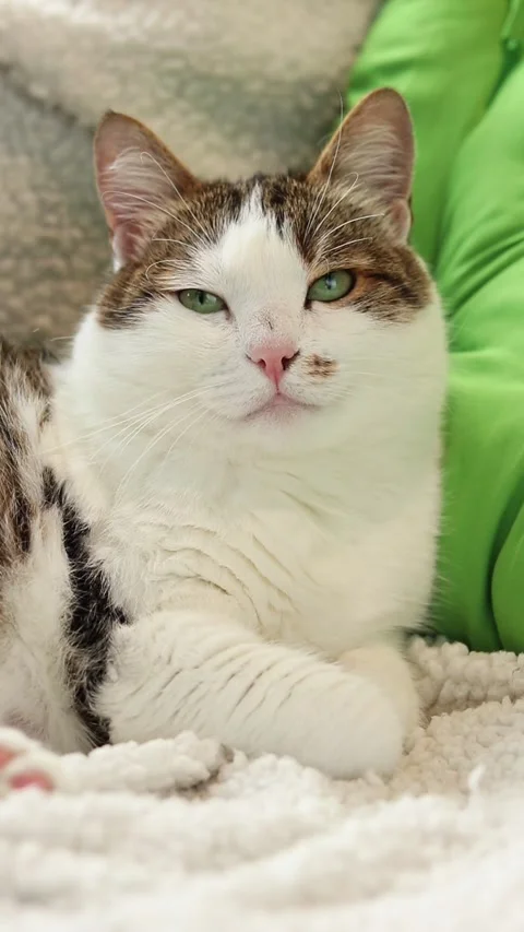 The cat is resting on a soft blanket Stock Footage 313399258