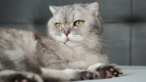 Cat resting on a soft blanket in a home setting during a quiet afternoon. It  Stock-Footage 336670875