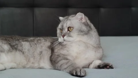 Cat resting on a soft blanket in a home setting during a quiet afternoon. It  Stockbeeldmateriaal 336670878