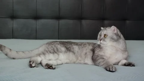 Cat resting on a soft blanket in a home setting during a quiet afternoon. It  Stock-Footage 336670885
