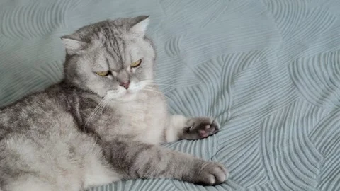 Cat resting on a soft blanket in a home setting during a quiet afternoon. It  Stockbeeldmateriaal 336670886