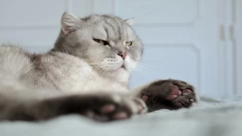Cat resting on a soft blanket in a home setting during a quiet afternoon. It  Stockbeeldmateriaal 336670888