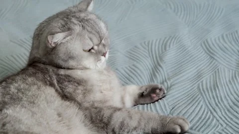 Cat resting on a soft blanket in a home setting during a quiet afternoon. It  Stock-Footage 336670893