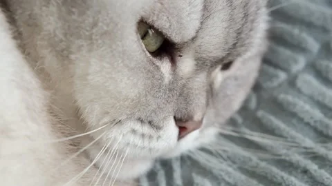 Cat resting on a soft blanket in a home setting during a quiet afternoon. It  Stock-Footage 336670894